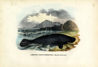 West Indian Manatee, 1863-79 by Raimundo Petraroja